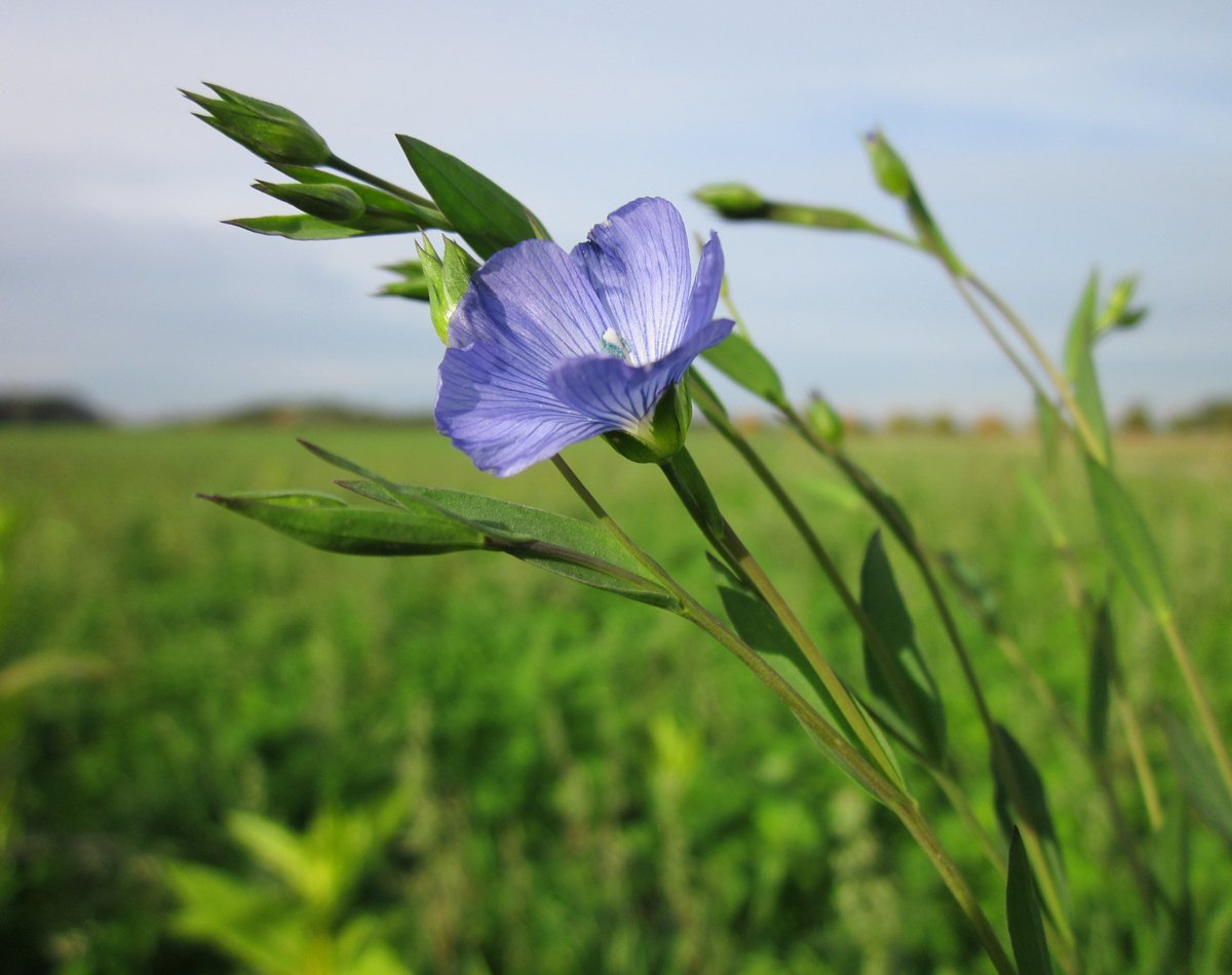 Linseed-Oil