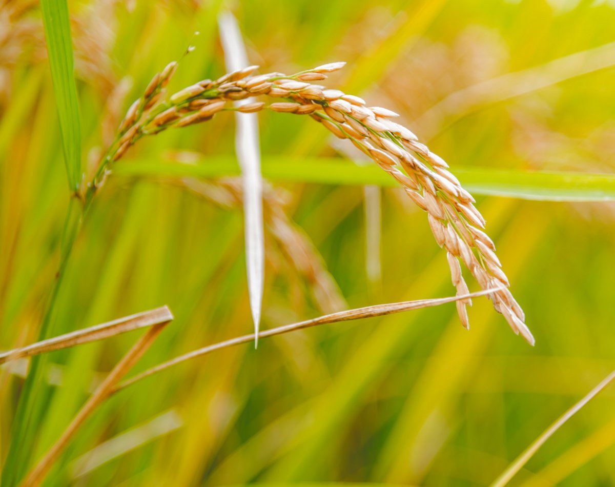 Rice-Bran-Oil