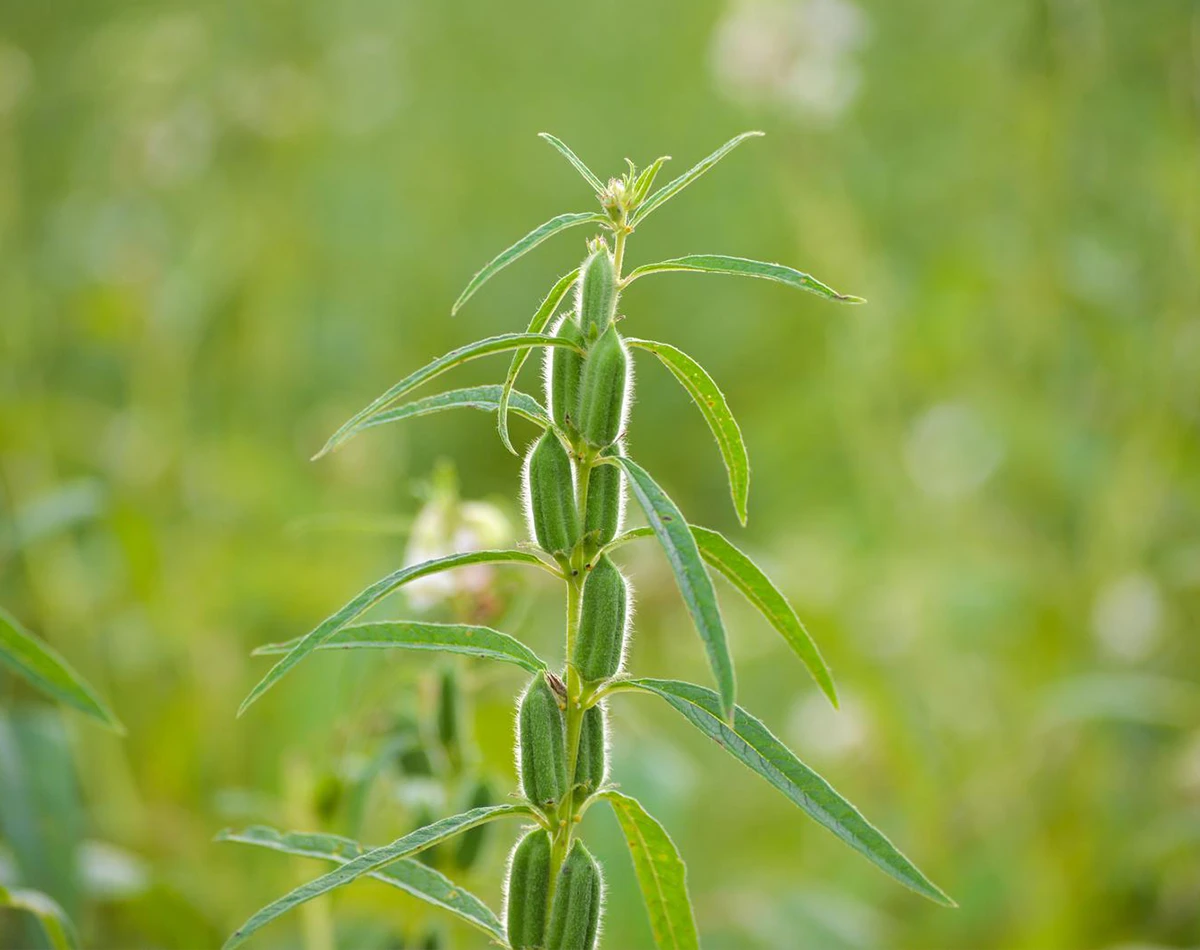 Sesame-Oil-img